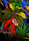 Two Parrots